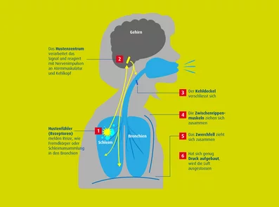 Grafik zum Hustenreflex